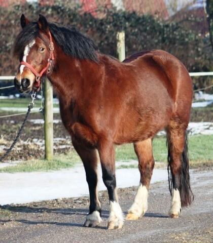 Welsh Pony af Cob-type (sec C) Mirain Amore Solgt 250814 billede 4