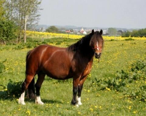 Welsh Pony af Cob-type (sec C) Mirain Amore Solgt 250814 billede 5