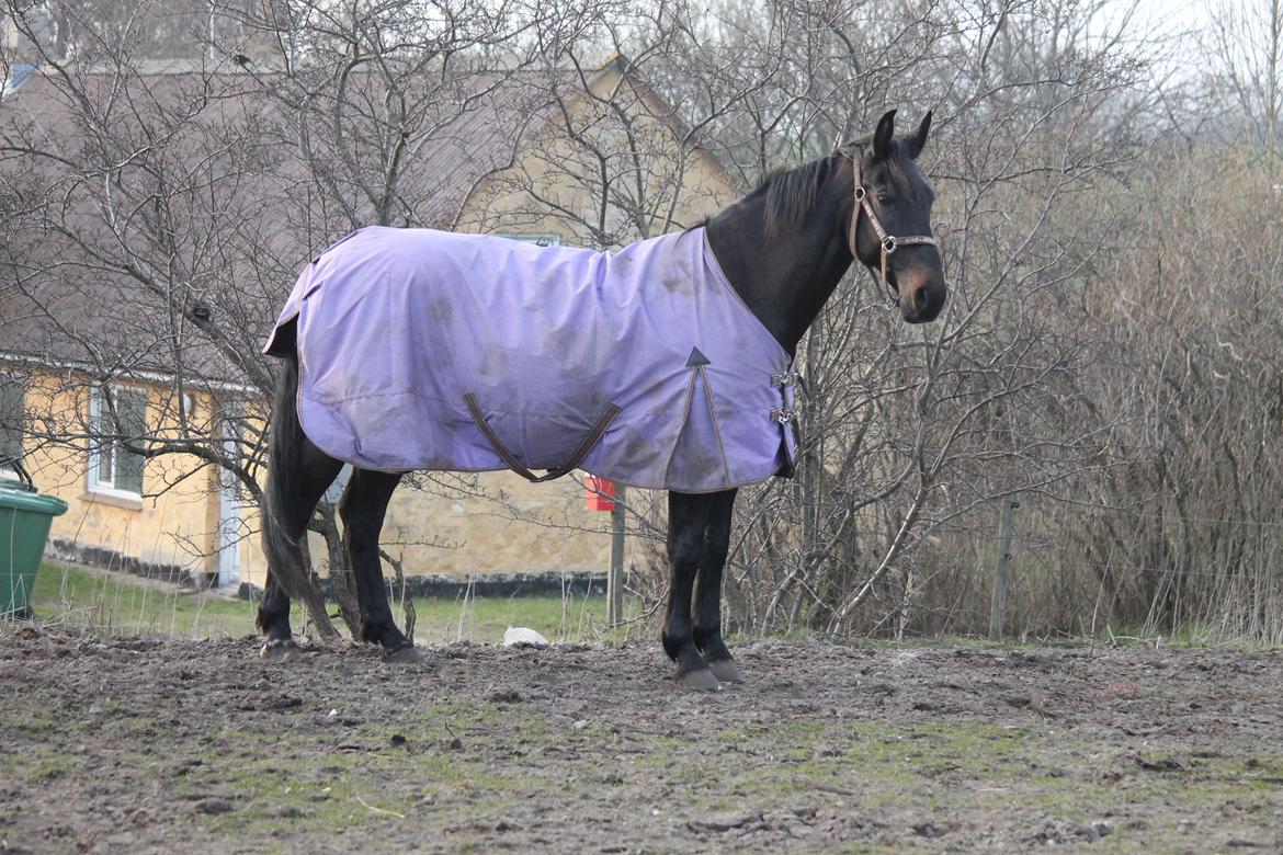 Anden særlig race Sir Arthur billede 5