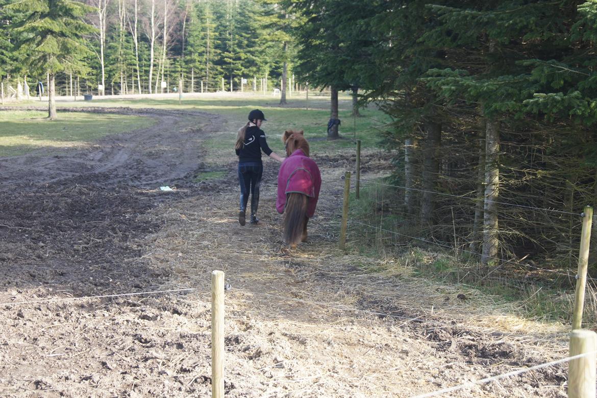 Anden særlig race Rosa - Når enden er god, er alting godt! billede 45