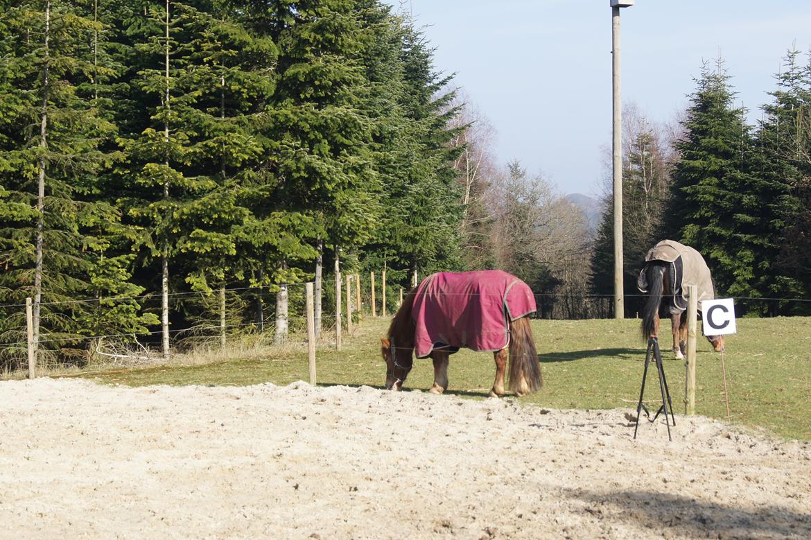 Anden særlig race Rosa - Marts 2014 billede 28