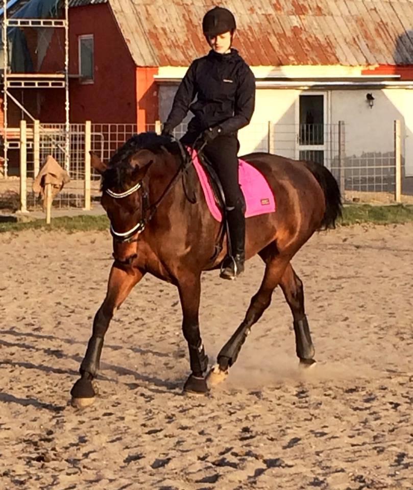 Dansk Varmblod Krogagers Cilla - Min super dygtige dressur pony <3.  billede 16