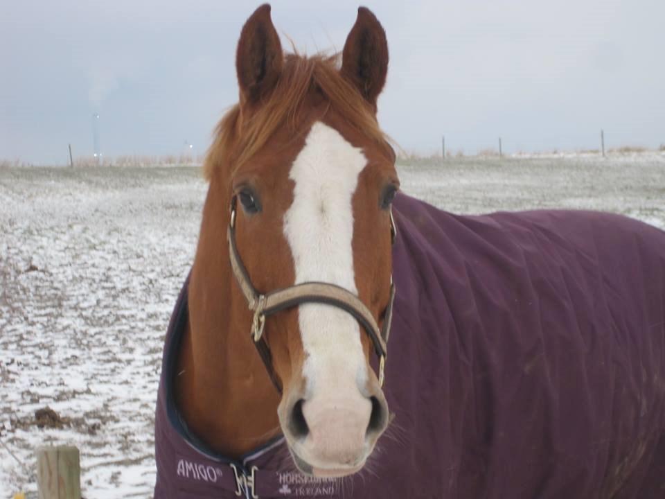 Hollandsk Varmblod Tina HL - Vinter 2014 billede 15