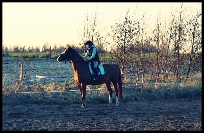 Hollandsk Varmblod Tina HL - Gmeelt billede:) billede 16