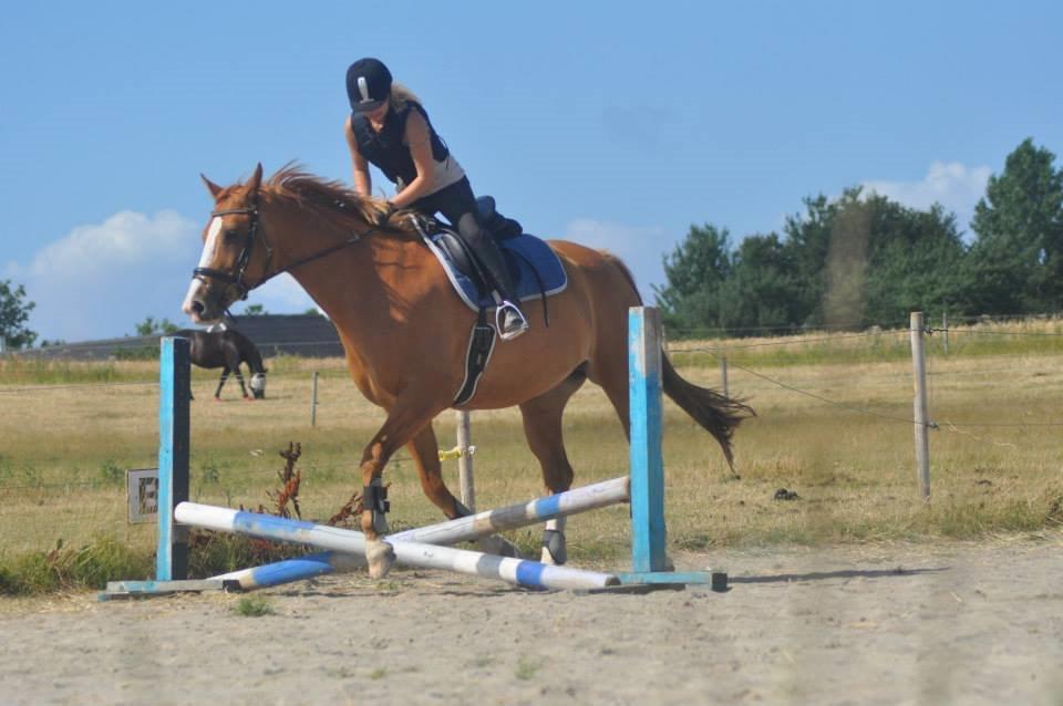 Hollandsk Varmblod Tina HL - Tina springer efter et år :DD billede 14