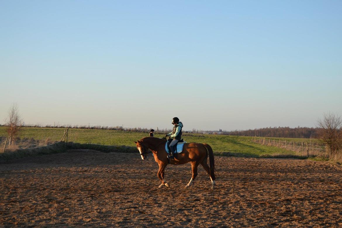 Hollandsk Varmblod Tina HL - Gammelt billede :) billede 17