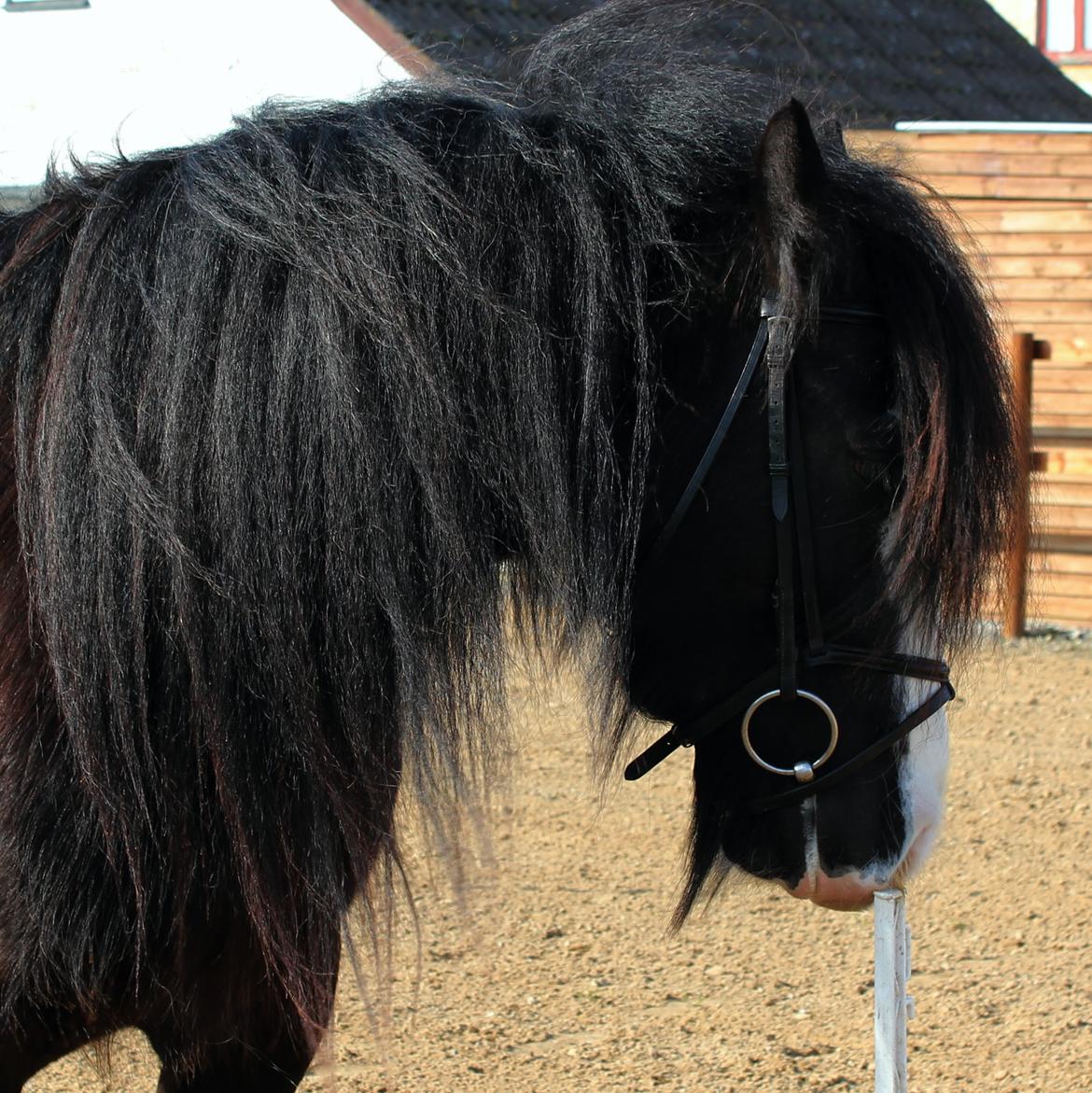 Irish Cob Filine billede 14