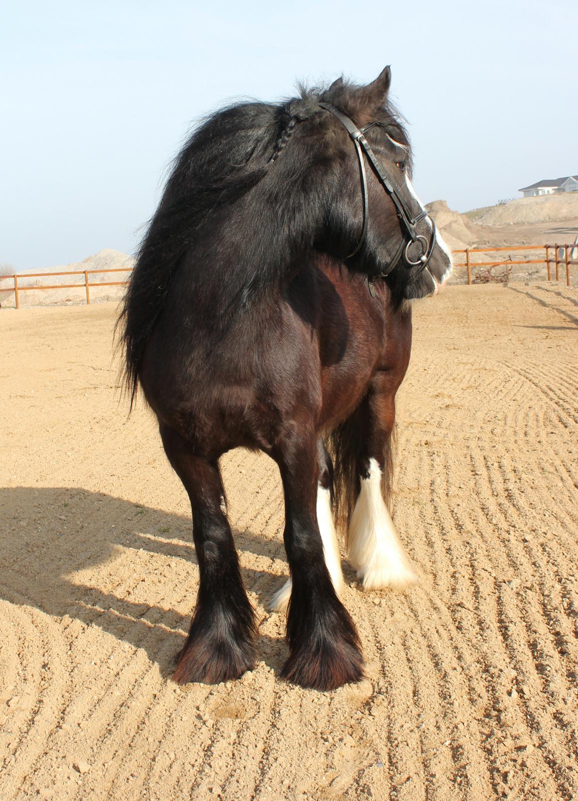 Irish Cob Filine billede 13