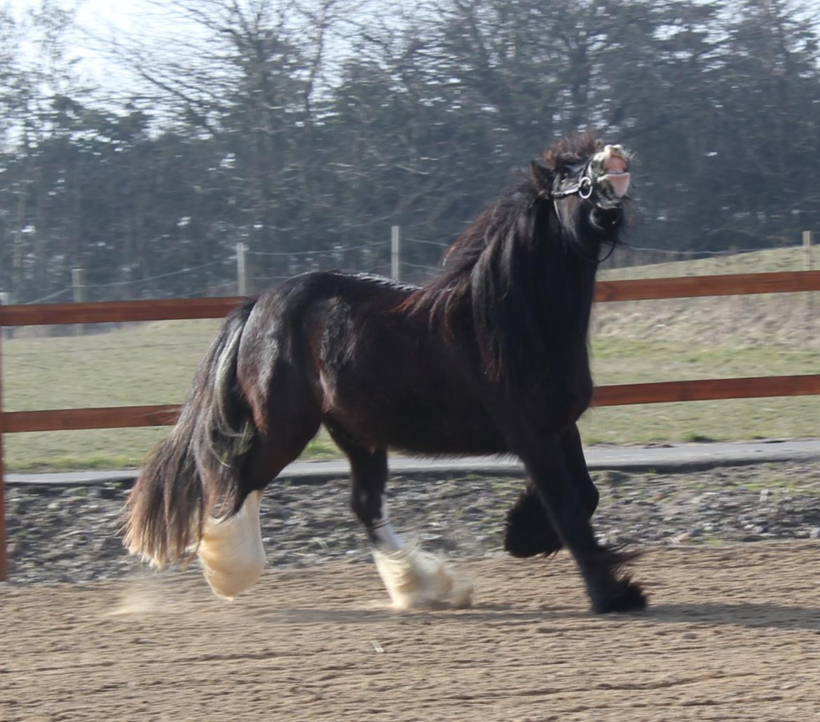 Irish Cob Filine billede 12