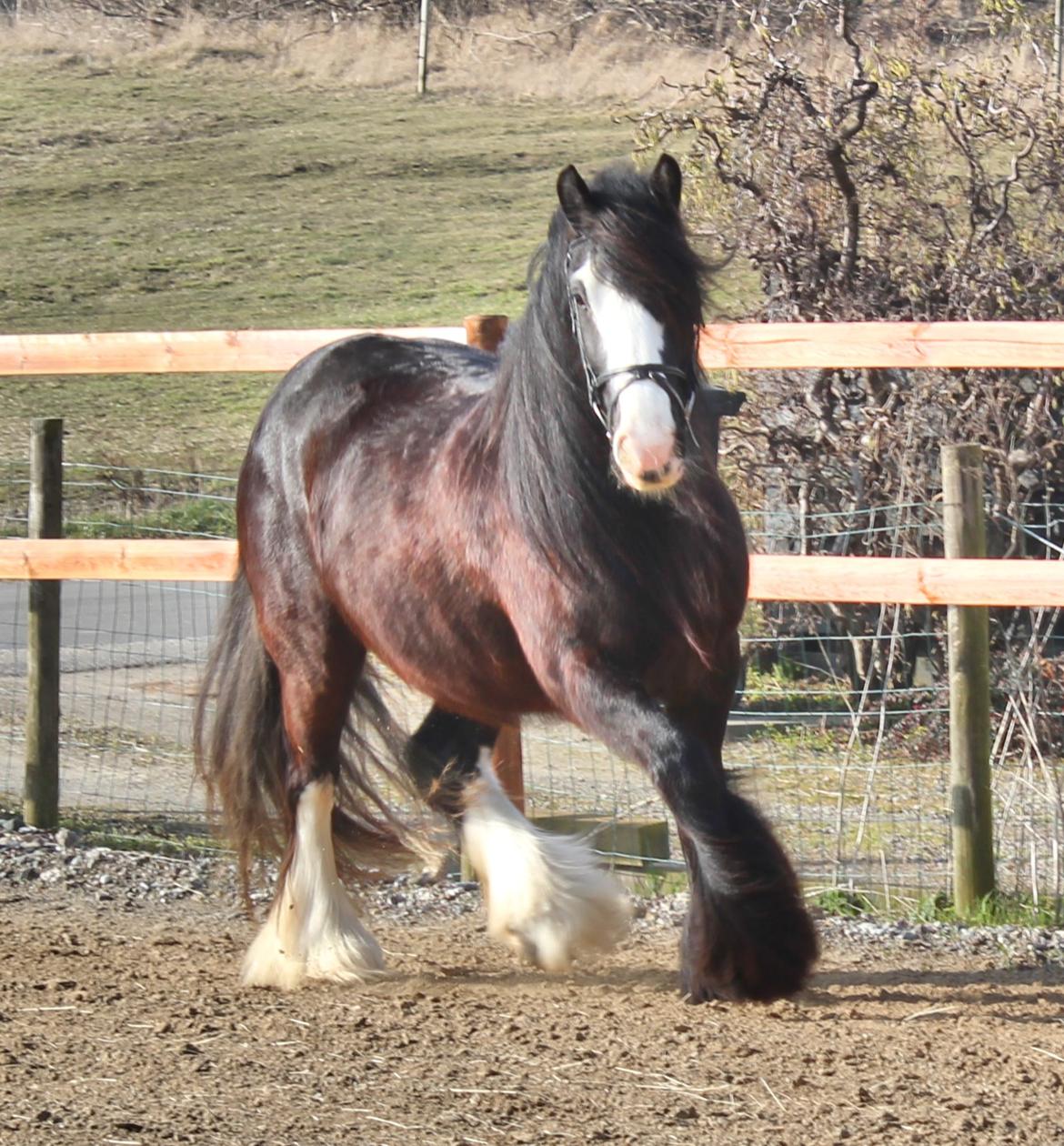 Irish Cob Filine billede 11