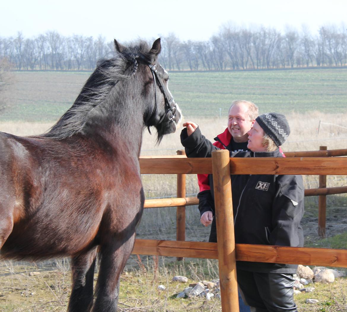 Irish Cob Filine billede 16