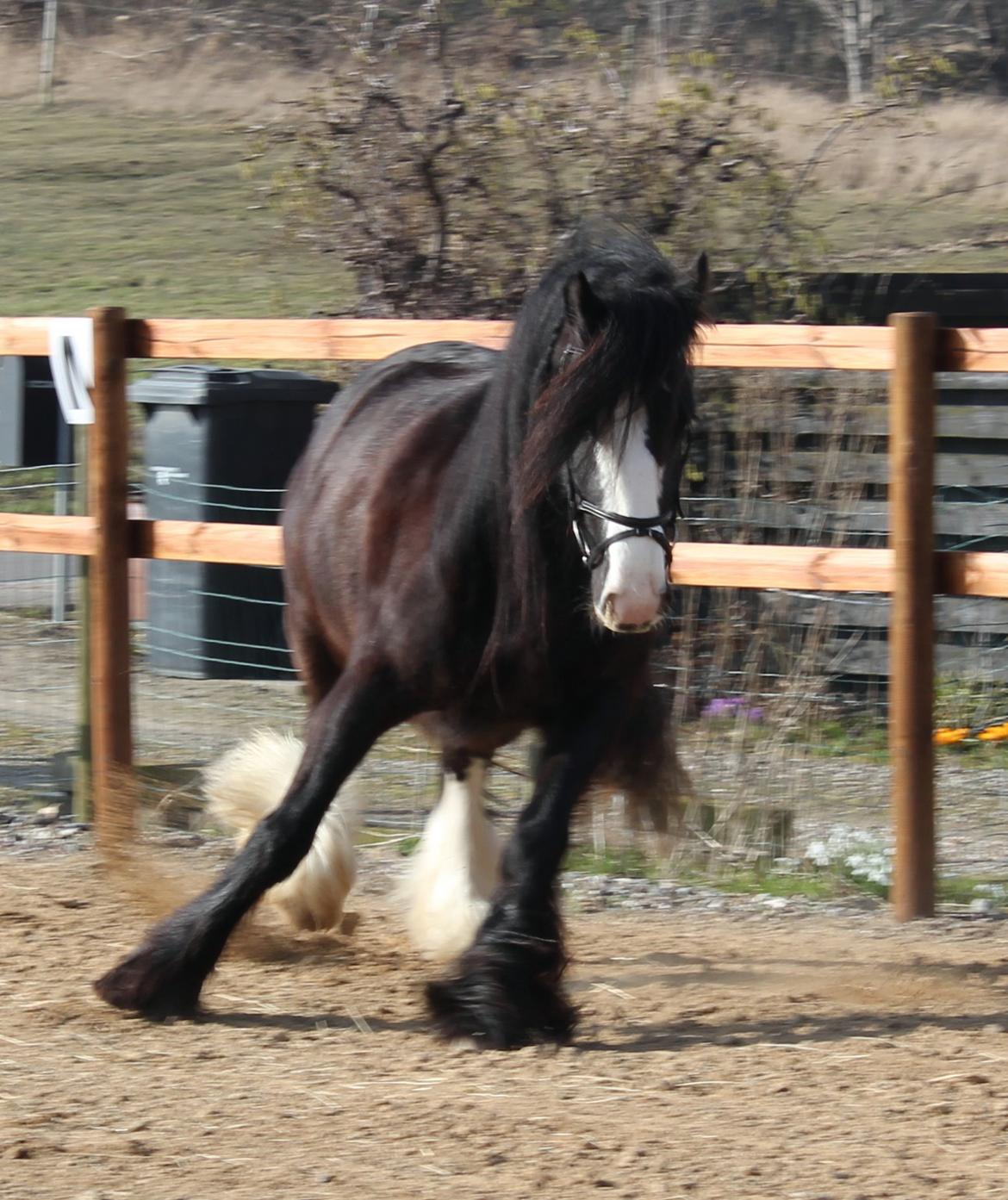 Irish Cob Filine billede 6