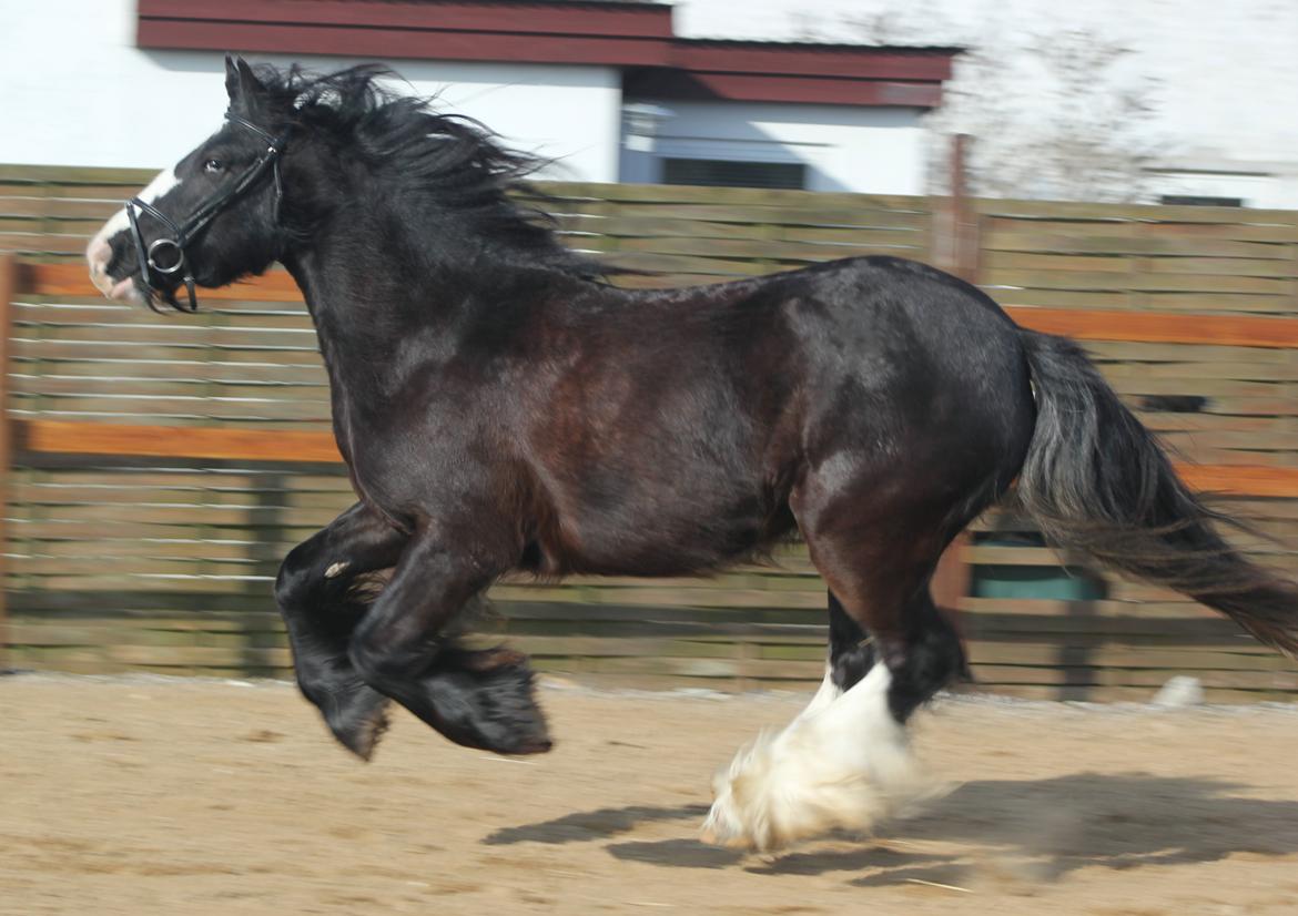 Irish Cob Filine billede 8