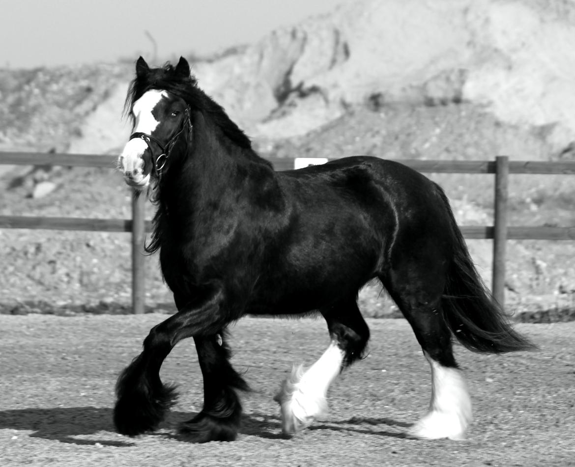 Irish Cob Filine billede 5