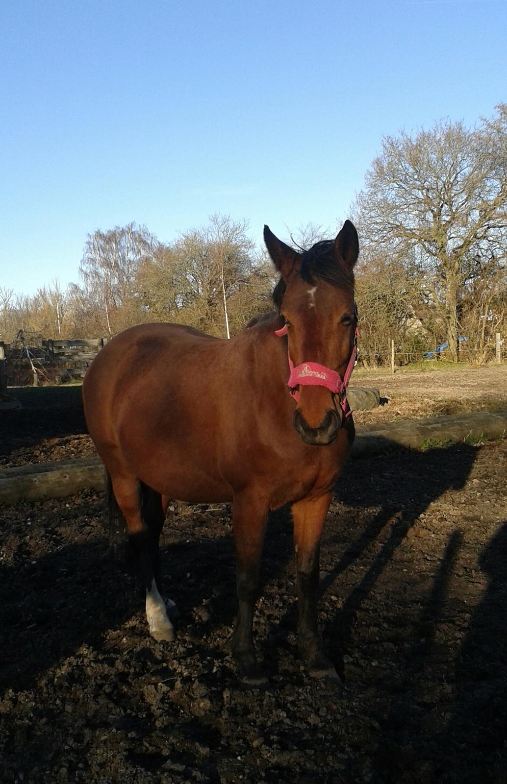 Welsh Partbred (Sec F) Aimi  billede 19