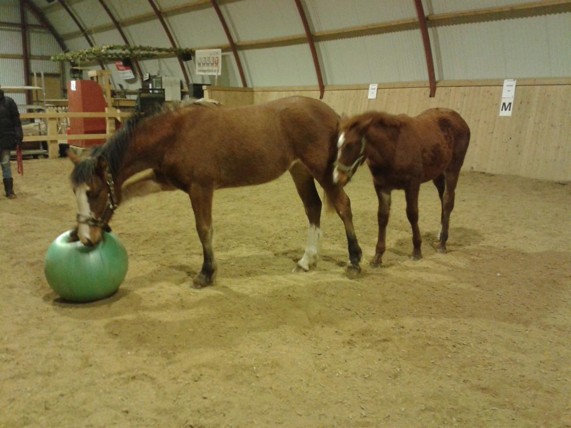 Irish Cob Crossbreed Solgården´s Pipaluk (Pip´sen den lille Mammut). billede 11