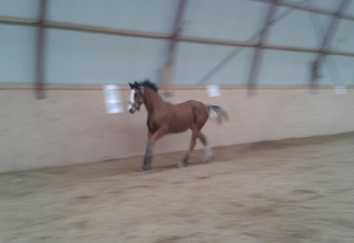 Irish Cob Crossbreed Solgården´s Pipaluk (Pip´sen den lille Mammut). billede 12