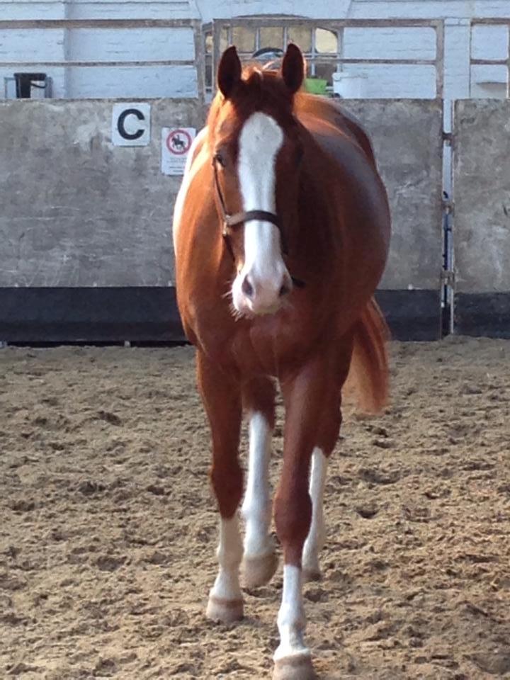 Dansk Varmblod Gørklintgårds Quinn billede 3
