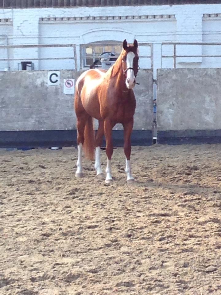 Dansk Varmblod Gørklintgårds Quinn billede 5