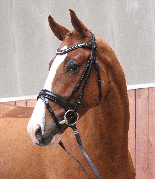 Dansk Varmblod Gørklintgårds Quinn billede 1