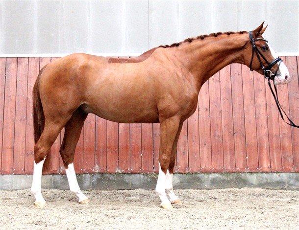 Dansk Varmblod Gørklintgårds Quinn billede 2