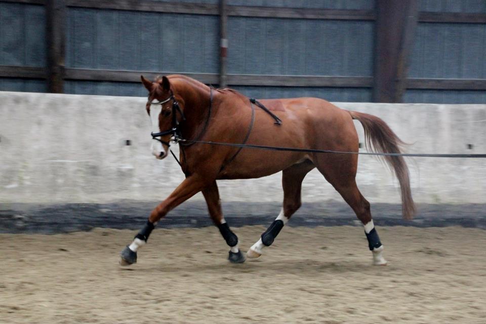 Dansk Varmblod Gørklintgårds Quinn billede 7