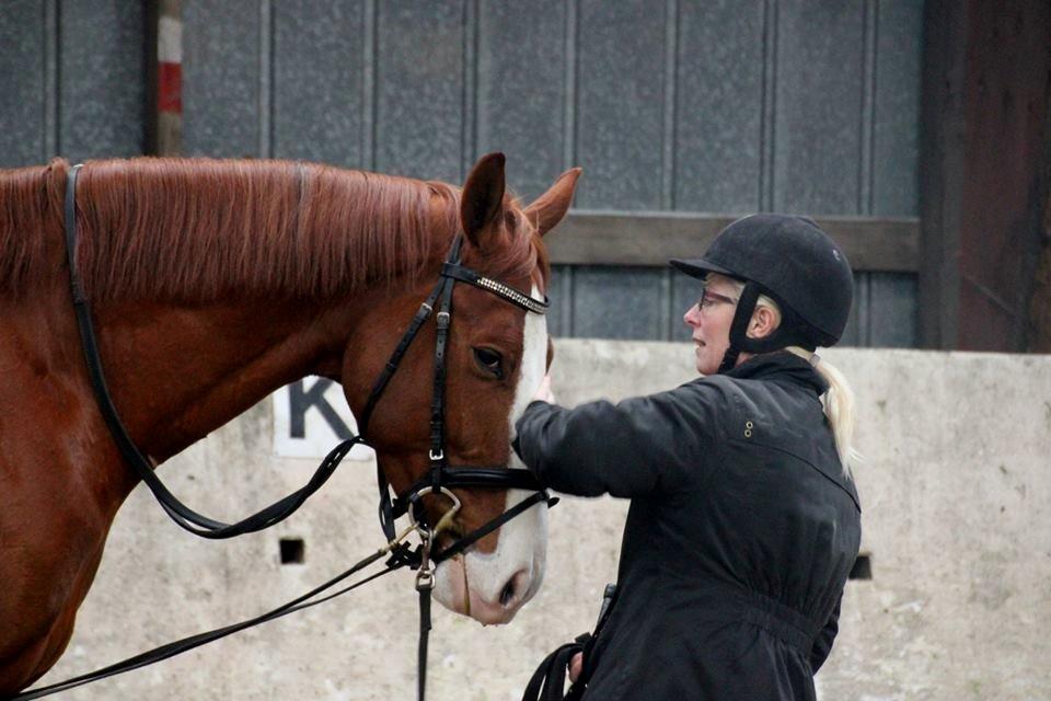Dansk Varmblod Gørklintgårds Quinn billede 9