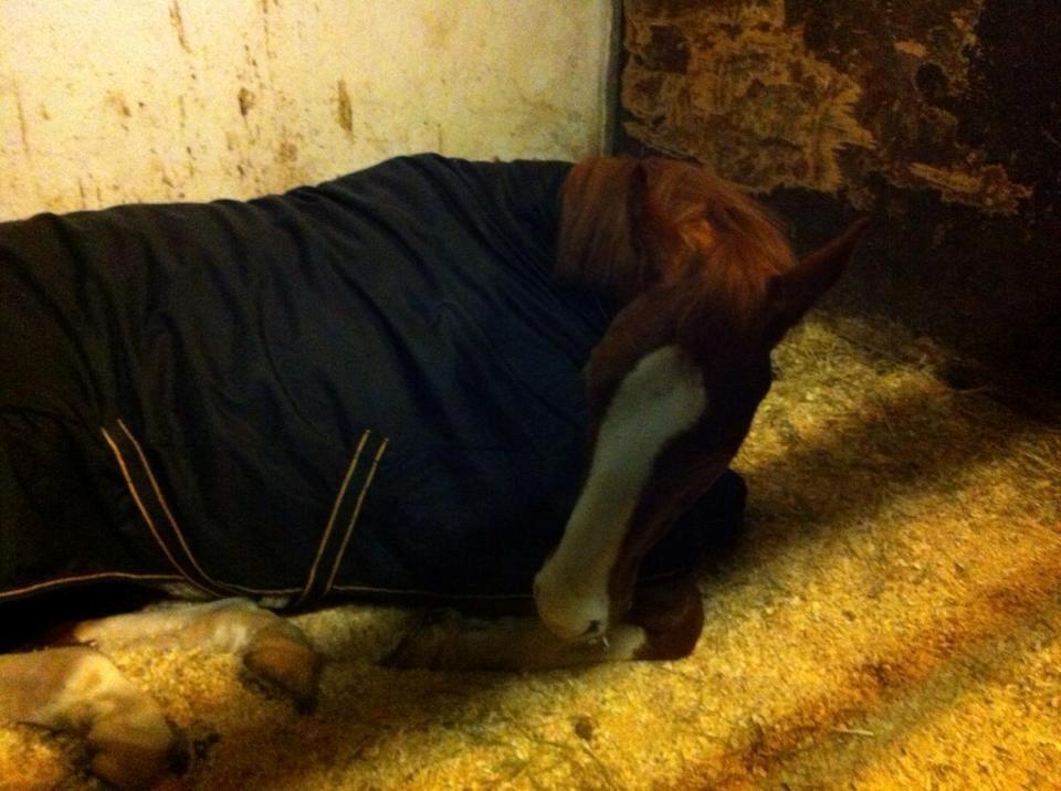 Dansk Varmblod Gørklintgårds Quinn billede 10