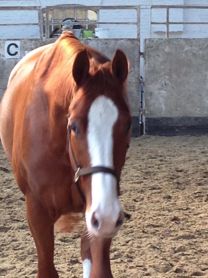 Dansk Varmblod Gørklintgårds Quinn billede 4