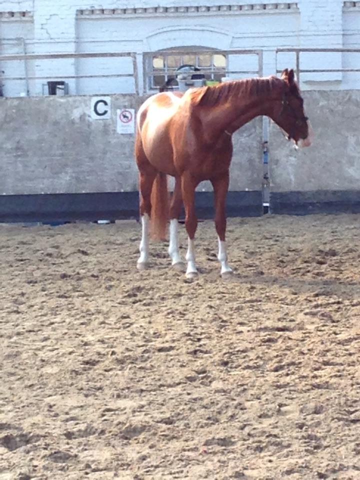 Dansk Varmblod Gørklintgårds Quinn billede 6