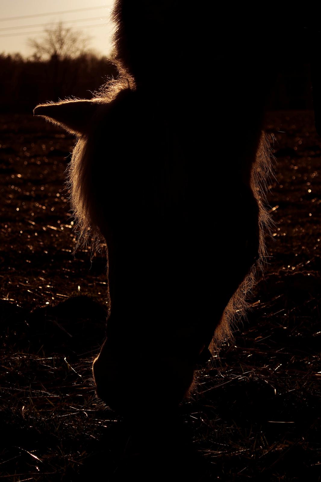 Fjordhest | Odin Møldrup | Hotte  - Hotte er min helt, og lærer mig flere ting end jeg lærer ham billede 6