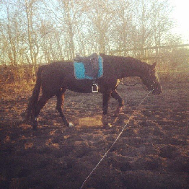 Dansk Varmblod Thanehøjs Prada-Noir - Prada i longe. billede 1