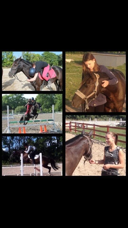 Sportsaraber (A) Lundgårds Tiger Lili billede 9