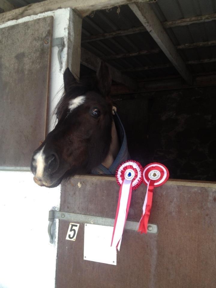 Sportsaraber (A) Lundgårds Tiger Lili billede 11