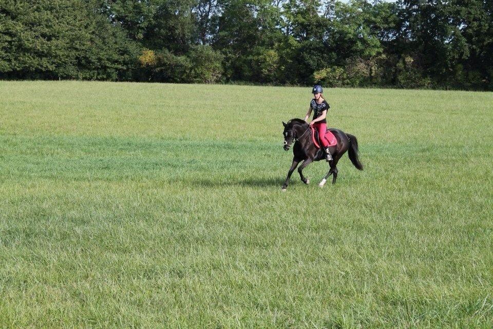 Sportsaraber (A) Lundgårds Tiger Lili billede 13