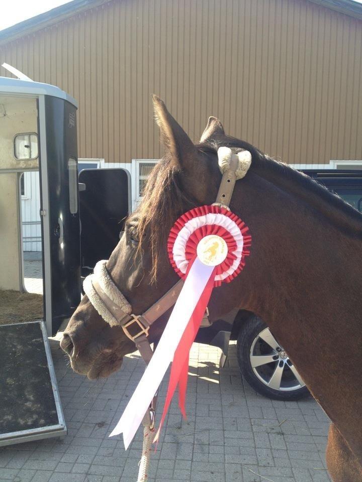 Sportsaraber (A) Lundgårds Tiger Lili billede 14