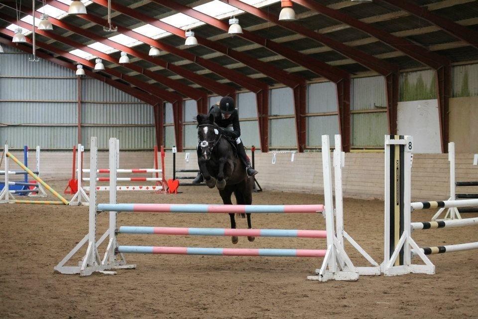 Sportsaraber (A) Lundgårds Tiger Lili billede 15