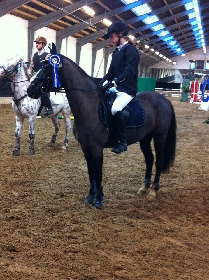 Sportsaraber (A) Lundgårds Tiger Lili billede 16