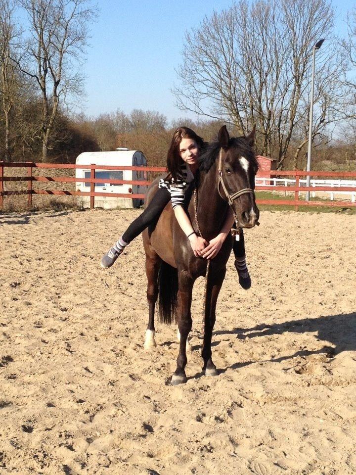 Sportsaraber (A) Lundgårds Tiger Lili billede 17