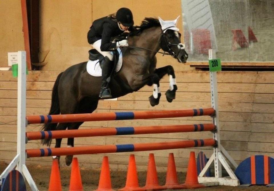 Sportsaraber (A) Lundgårds Tiger Lili billede 18