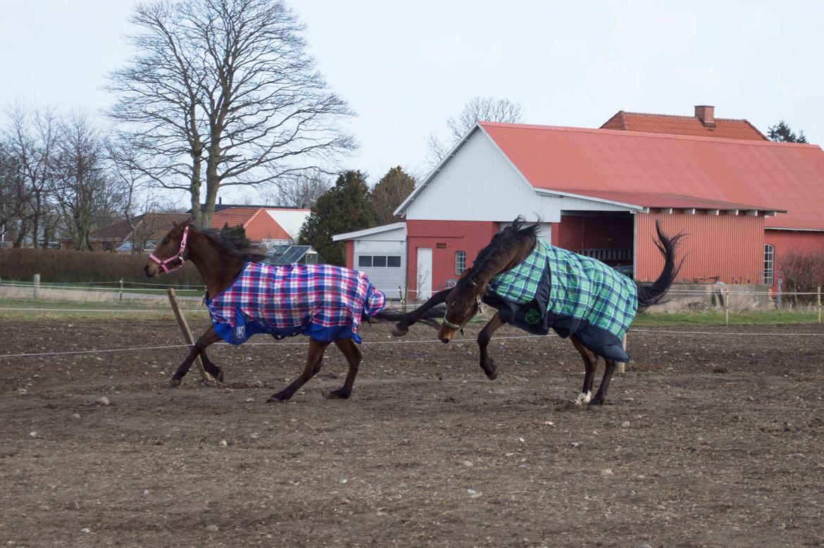 Anden særlig race Nylykke's Butterfly - Weee!!! - Taget den 15.03.14 på RHO  billede 6