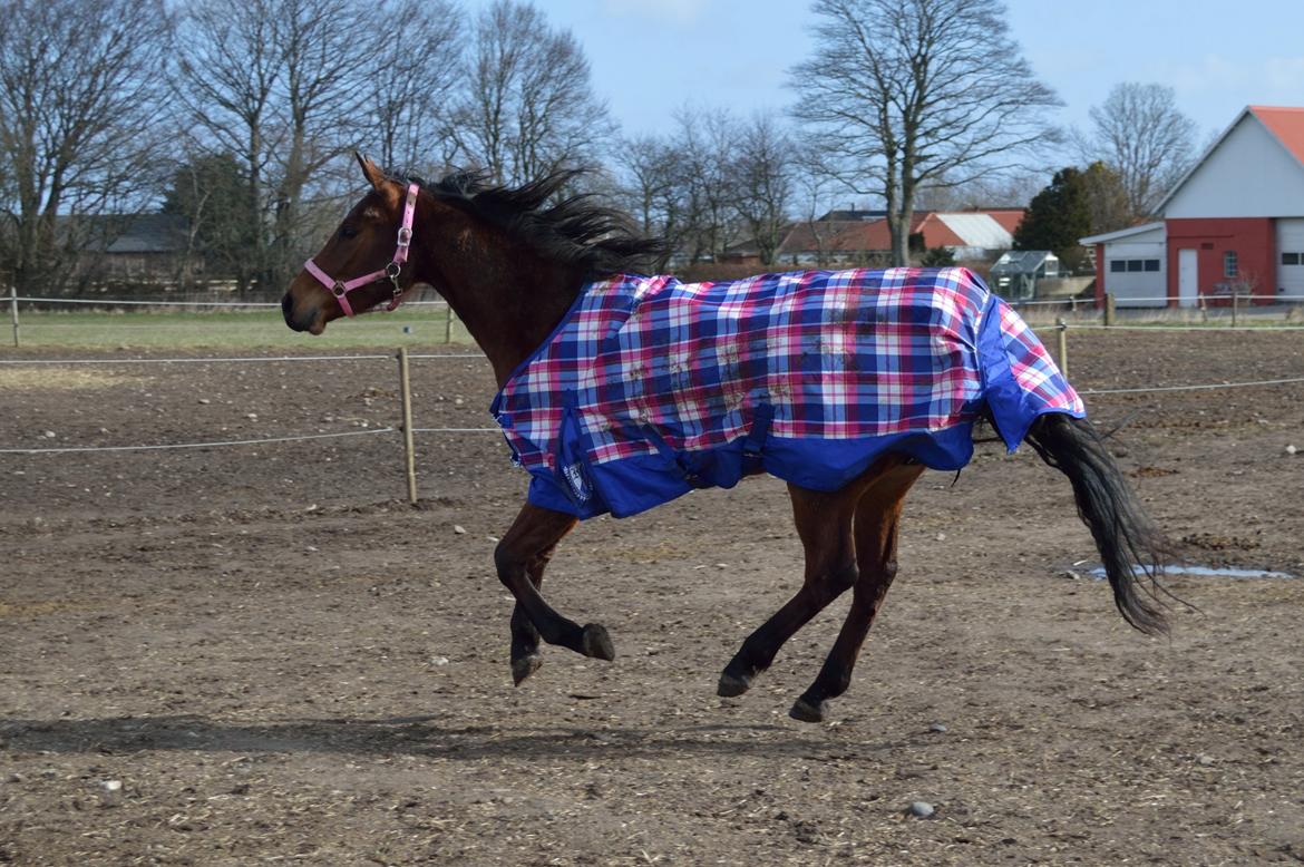 Anden særlig race Nylykke's Complete Girl billede 11