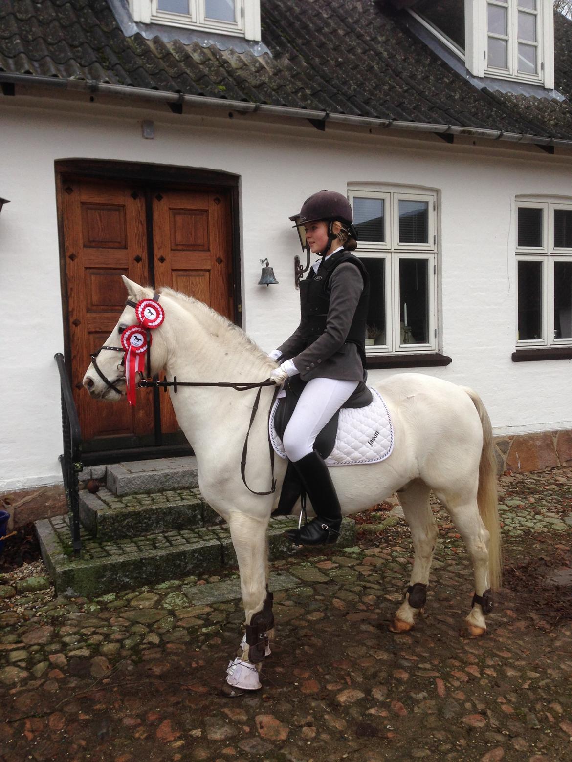 Welsh Pony (sec B) Jason billede 2