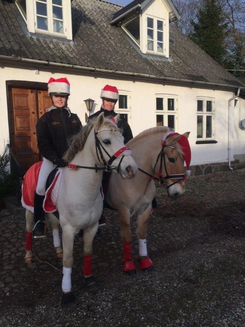 Welsh Pony (sec B) Jason billede 18