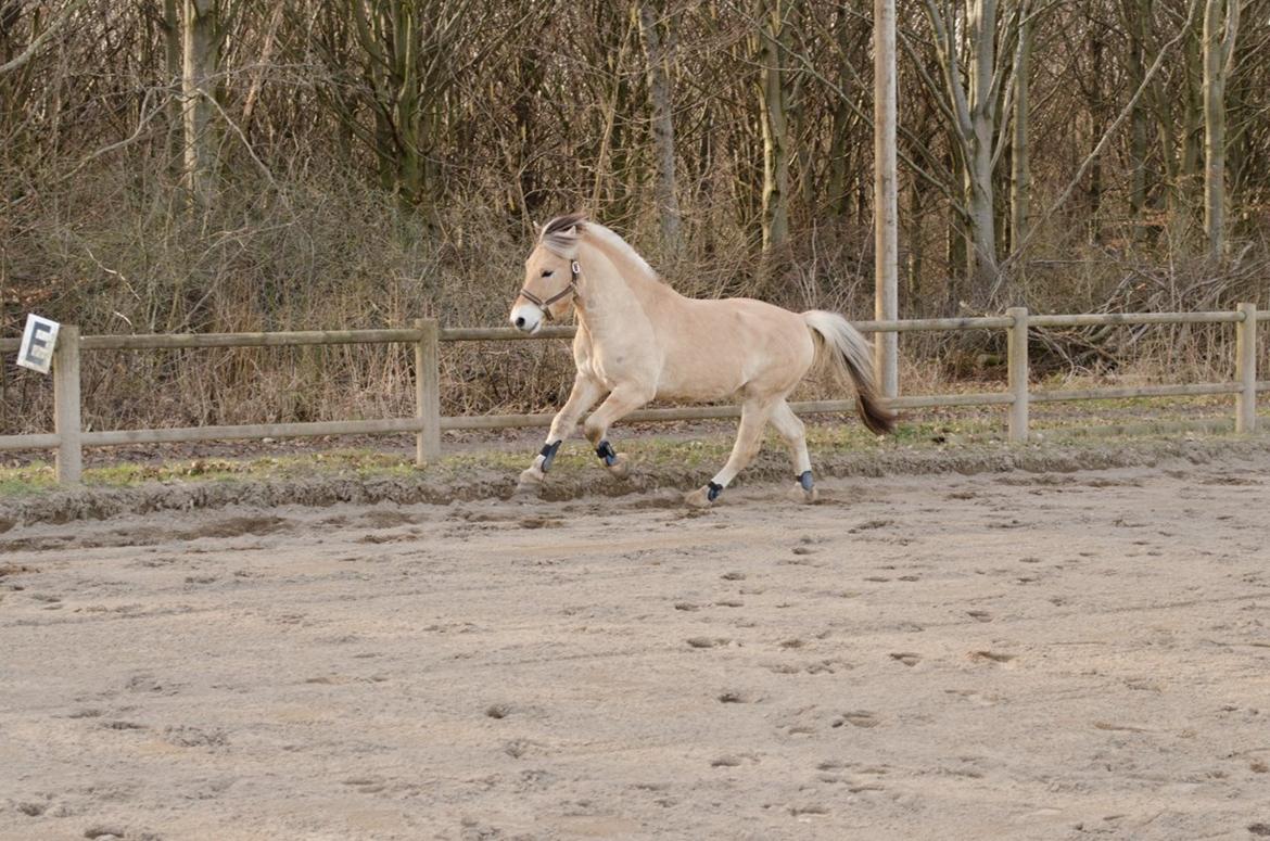 Fjordhest KRAGELUNDS TRYM - 08.03.14 - Galop billede 21