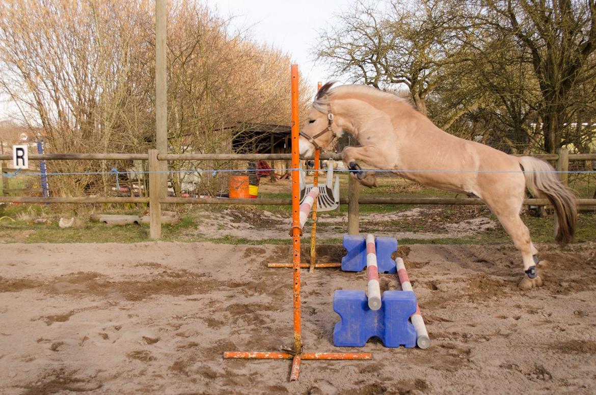 Fjordhest KRAGELUNDS TRYM - 08.03.14 - Spring :D billede 23