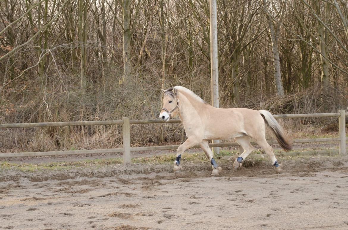 Fjordhest KRAGELUNDS TRYM - 08.03.14 - Trav  billede 22