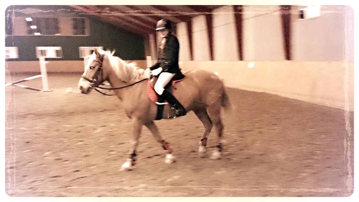 Haflinger Sissi - Opvarmning til sløjfespringstævne 14/03/2014 billede 41