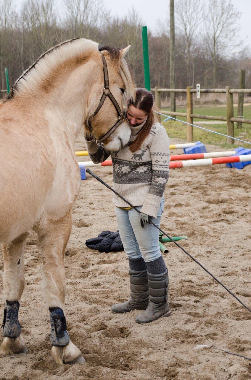 Fjordhest KRAGELUNDS TRYM - 01.03.14 - Hygger efter løsspring <3 billede 24