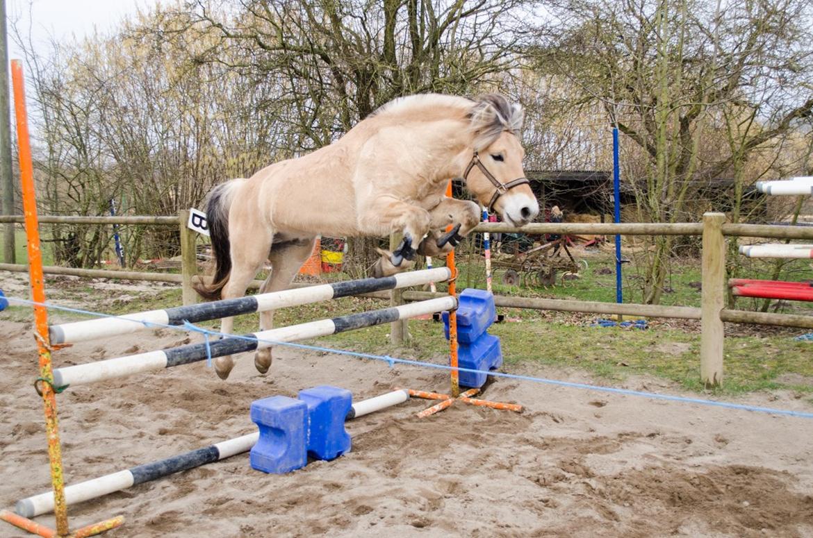 Fjordhest KRAGELUNDS TRYM - 01.03.14 - 1 m billede 26